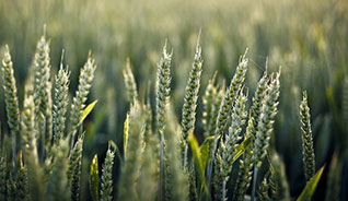 Web漏洞扫描工具